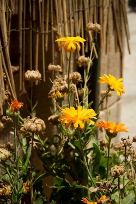 Ierapetra Garden House Apartment Екстериор снимка